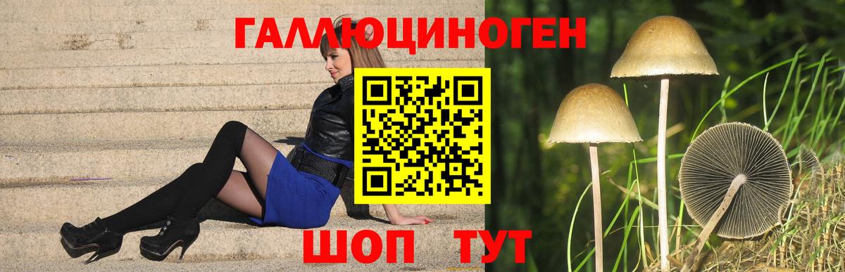 Галлюциногенные грибы Psilocybe Ртищево